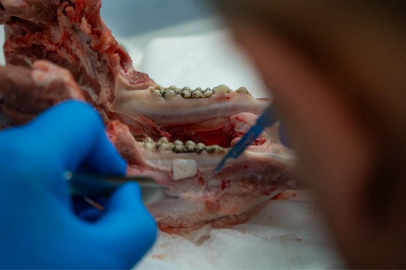 Снимка на Диагностициране на пародонтални и периимплантни заболявания